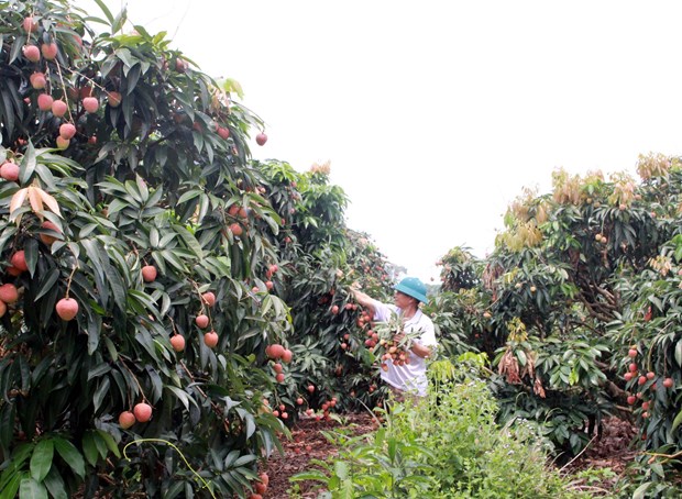 Japanese experts to arrive in Vietnam to examine lychee exports hinh anh 1