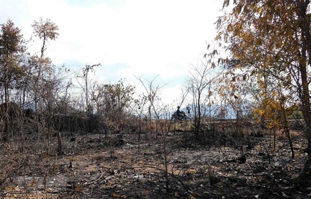 Khanh Hoa: 67,000ha of forest at high risk of fire hinh anh 1