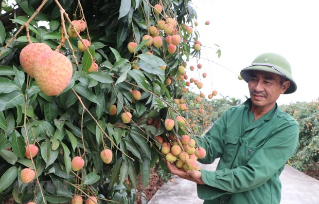 Bac Giang enjoys early harvest of “thieu” lychee hinh anh 1