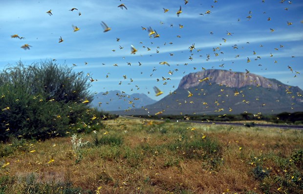 Agriculture ministry gears up for possible attack of desert locusts hinh anh 1