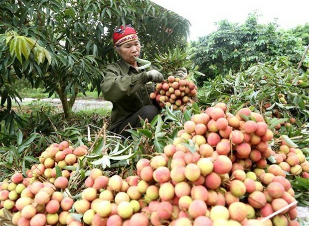 Japanese experts arrive in Vietnam to check fresh lychee for export hinh anh 1