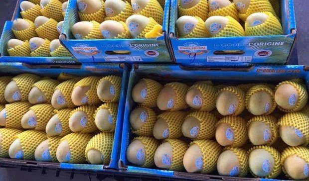 Cambodia to export 500,000 tonnes of mangoes to China annually hinh anh 1