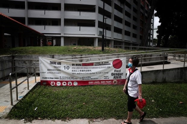 Singapore sees record weekly dengue infections hinh anh 1