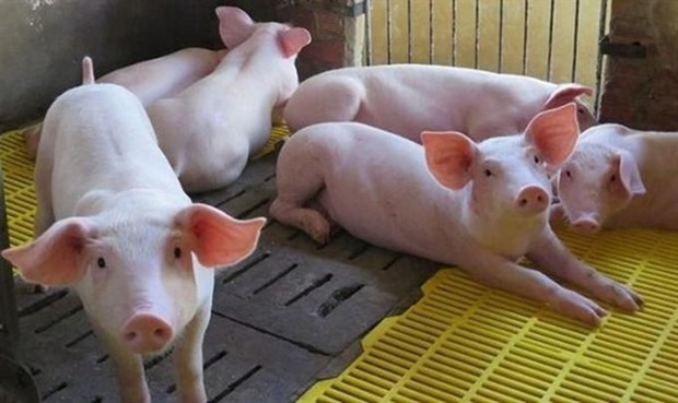 Eight Vietnamese businesses eligible to import pigs from Thailand hinh anh 1