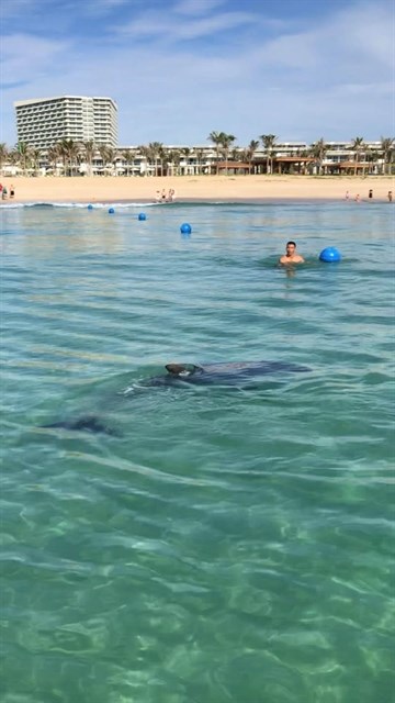 Dolphin stuns beachgoers at Cam Ranh Bay hinh anh 1