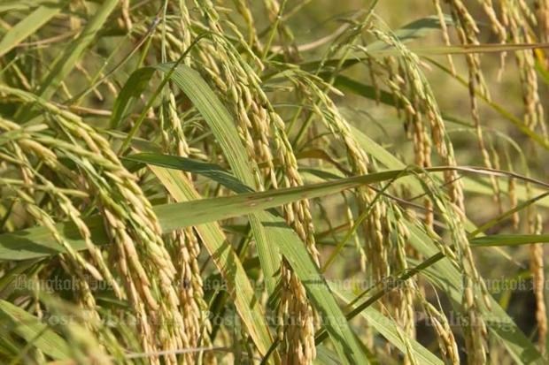Thailand boosts rice production strategy hinh anh 1