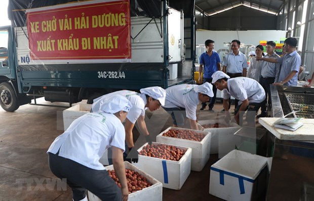 Hai Duong to send first shipment of Thanh Ha lychee to Japan hinh anh 1