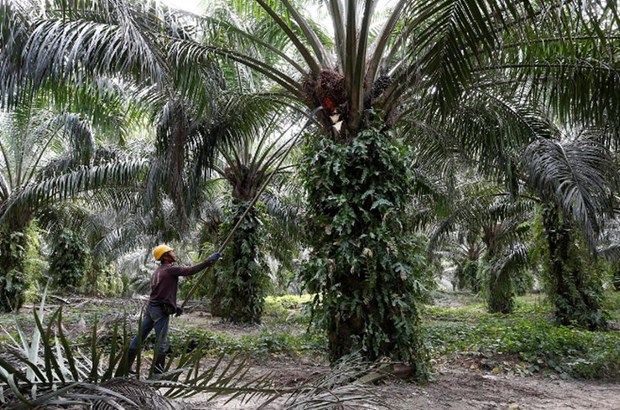 Malaysia: Palm-oil industry urges gov’t to let foreign workers return hinh anh 1