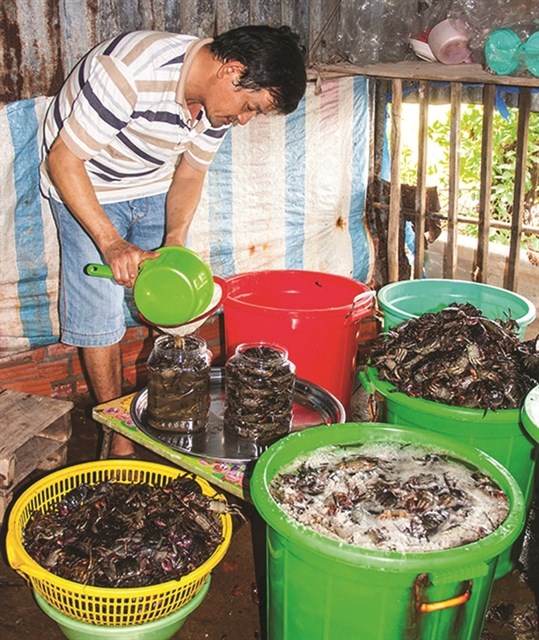 Ca Mau’s traditional sauce making recognised as national cultural heritage hinh anh 1