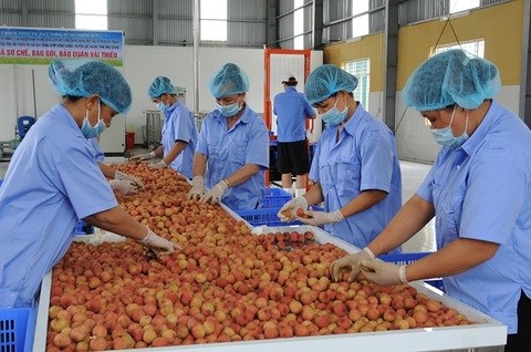 State needs to help cut logistics cost for farm produce hinh anh 1