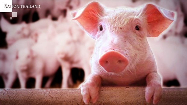 Thai swine breeders asked to limit prices hinh anh 1