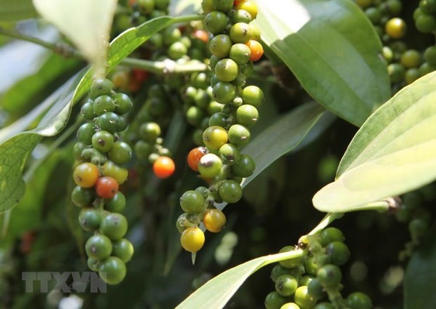Ministry moves to retrieve peppercorn exports stuck in Nepal hinh anh 1