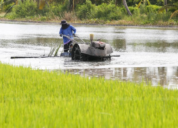 Thailand approves rice price guarantee scheme for 2020-2021 hinh anh 1