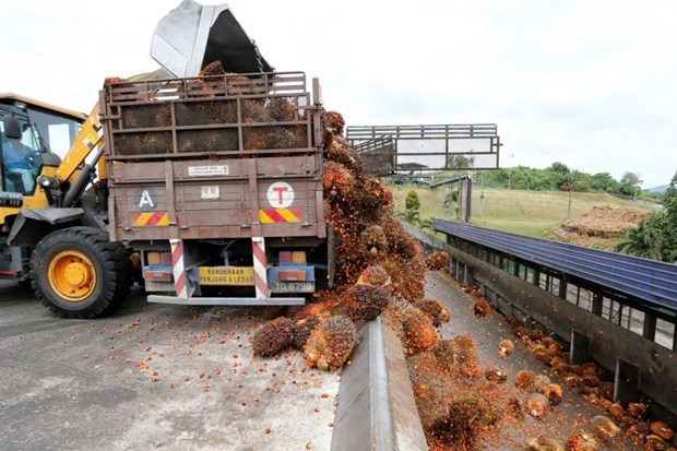 Malaysia to file case to WTO over EU palm oil curbs hinh anh 1