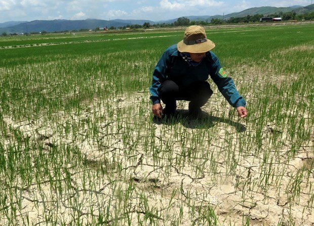 Nearly 55,000 ha of crops in central region hit by drought hinh anh 1