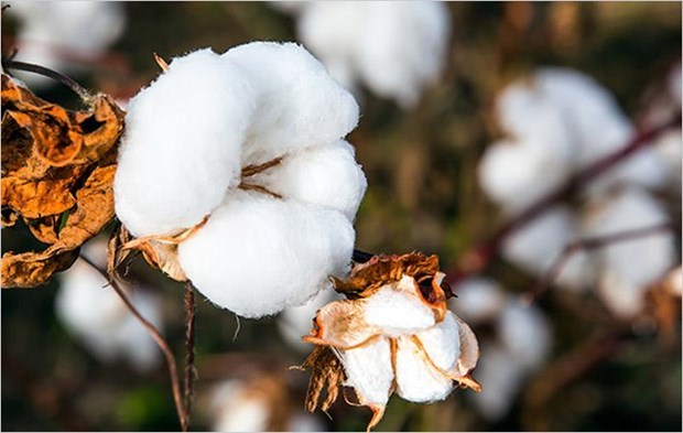India looks to boost cotton exports to Vietnam hinh anh 1
