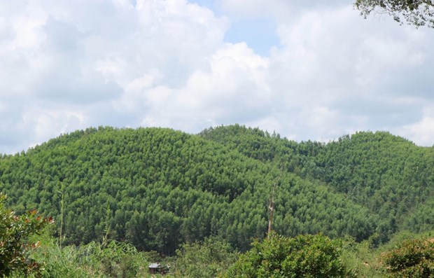 Bac Giang encouraging production forest development hinh anh 1