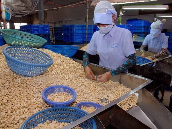 Annual cashew nut export goal lowered to 3.2 billion USD hinh anh 1