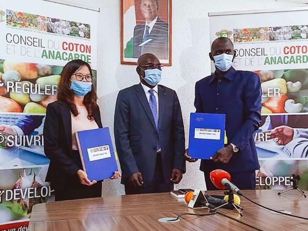 T&T Group purchases Ivory Coast’s entire stock of raw cashew nuts hinh anh 1