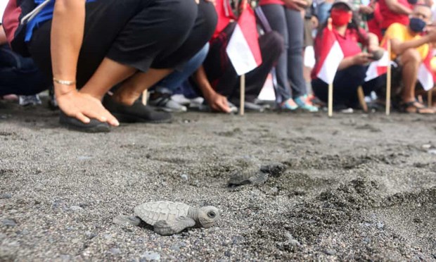 Indonesia releases over 10,000 baby turtles into sea hinh anh 1