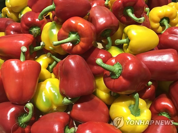 RoK to export paprika to Vietnam hinh anh 1