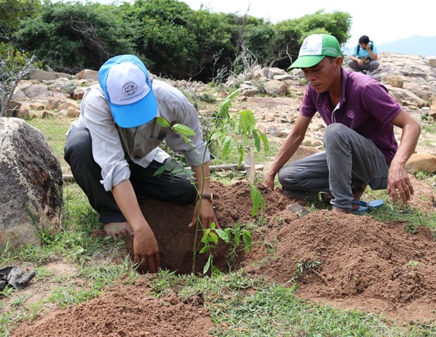 Ninh Thuan promotes measures to expand forest coverage hinh anh 1