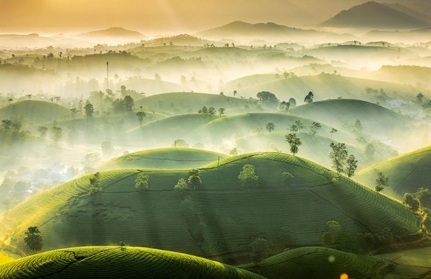 Northern hill tea photo shortlisted for award hinh anh 1