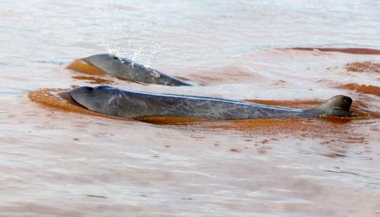 Cambodia to seek UNESCO recognition for dolphin areas hinh anh 1