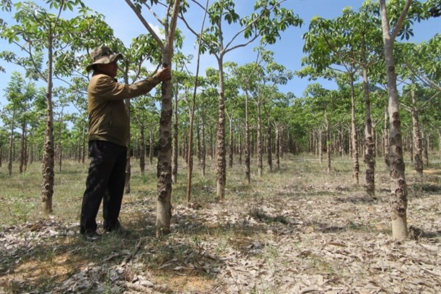 Java olive trees offer Ninh Thuan farmers high incomes, increase forest cover hinh anh 1
