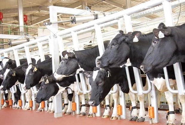 TH Group rolls out largest dairy cow project in Central Highlands hinh anh 1