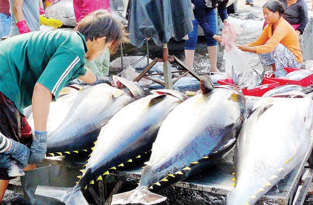 Tuna exports to EU surging hinh anh 1