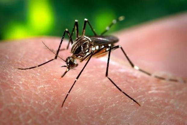 Dengue fever cases in Laos increase hinh anh 1