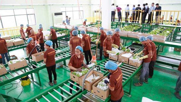 Cambodia’s banana exports surge thanks to increasing demand from China hinh anh 1