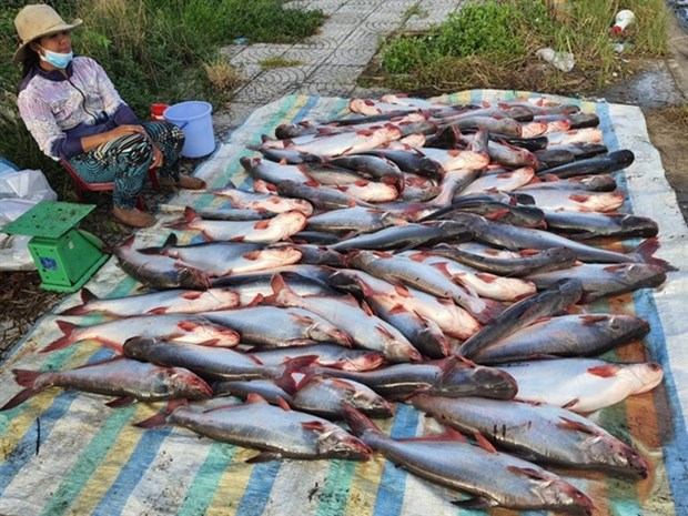Tra fish farmers, exports hit hard by COVID-19 pandemic hinh anh 1