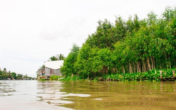 Mekong Delta localities plant trees, build natural embankments to prevent erosion hinh anh 1