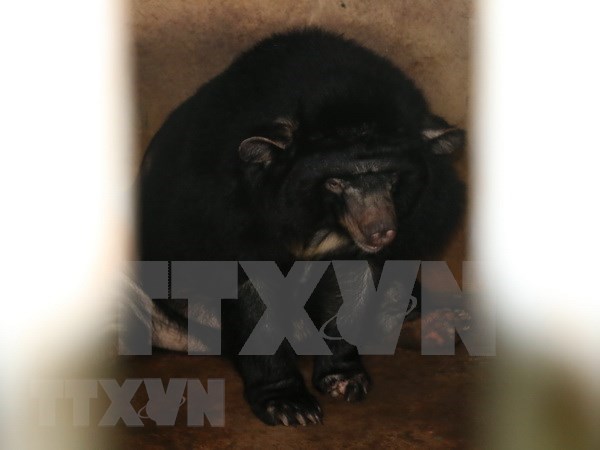 Asiatic black bears handed over to rescue centre hinh anh 1