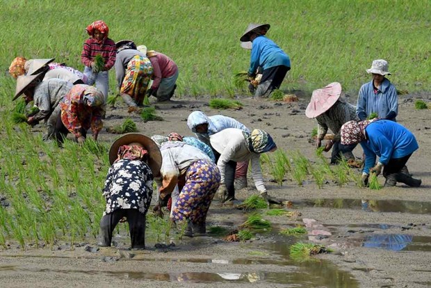 Indonesia: Agriculture only sector to post growth in 3rd quarter hinh anh 1