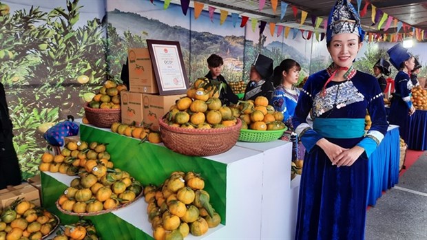 Muong Khuong mandarin week opens in Hanoi hinh anh 1