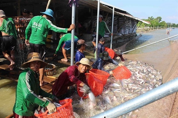 Vietnam, India seek to promote fishery cooperation hinh anh 1