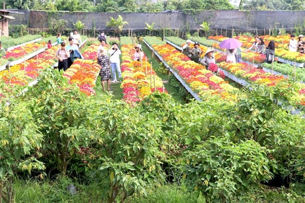 Dong Thap's flower, ornamental plant output surges hinh anh 1