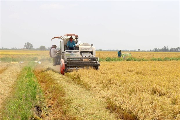 Long An to expand high-quality, hi-tech rice farming hinh anh 1