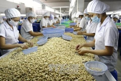 Vietnam remains world's top cashew exporter hinh anh 1