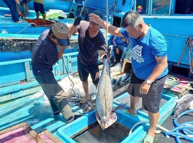 Tuna exports to EU rise after FTA comes into being hinh anh 1