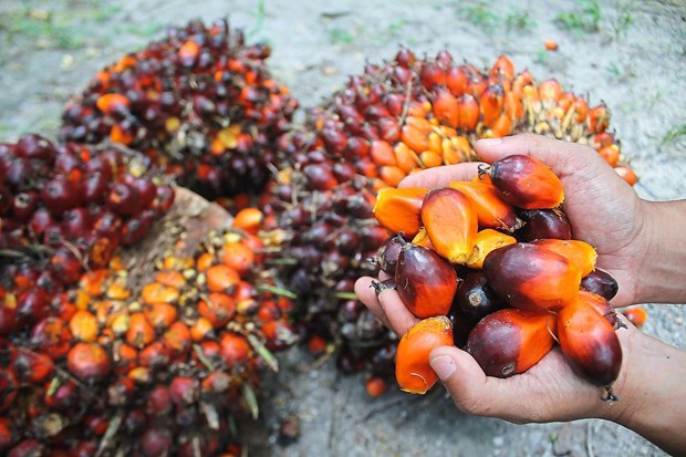 Indonesia raises crude palm oil export tariffs hinh anh 1