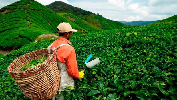 Malaysia to adopt smart farming hinh anh 1