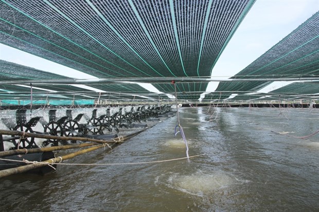 Soc Trang’s shrimp farming area to remain unchanged in 2021 hinh anh 1