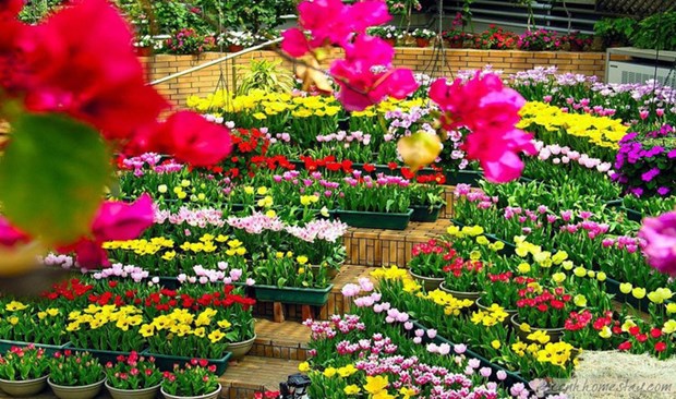Quang Binh to host international flower festival in 2023 hinh anh 1