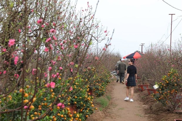 Peach, kumquat tree growers busy ahead of Tet hinh anh 1