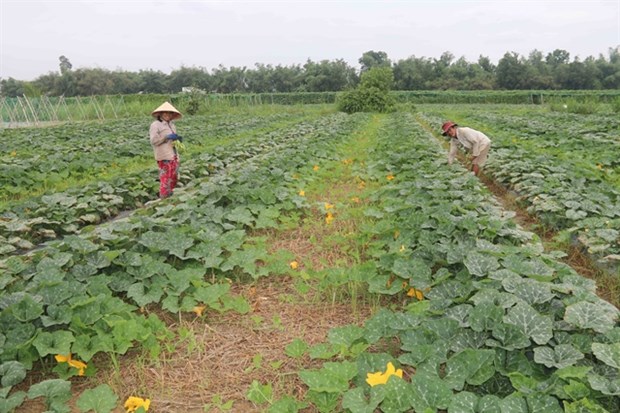 Tra Vinh to dredge irrigation canals to better cope with dry season hinh anh 1
