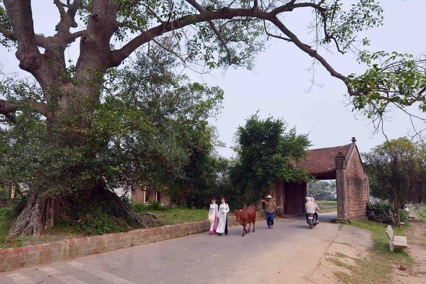 Duong Lam first Vietnamese ancient village to become national relic hinh anh 1